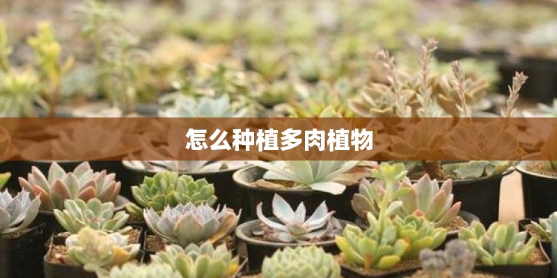 怎么种植多肉植物