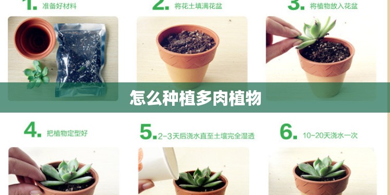怎么种植多肉植物