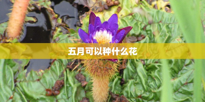 五月可以种什么花