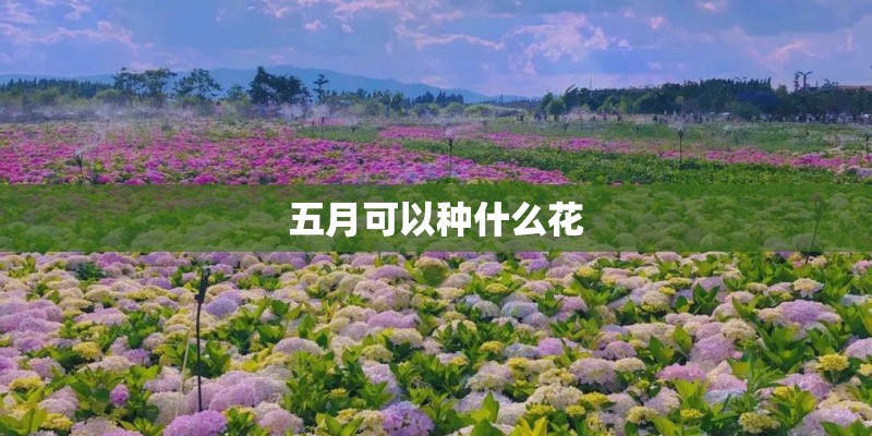 五月可以种什么花
