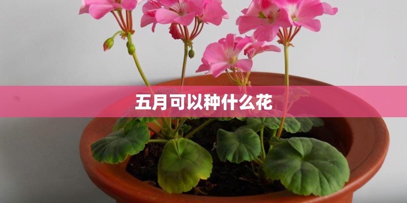 五月可以种什么花