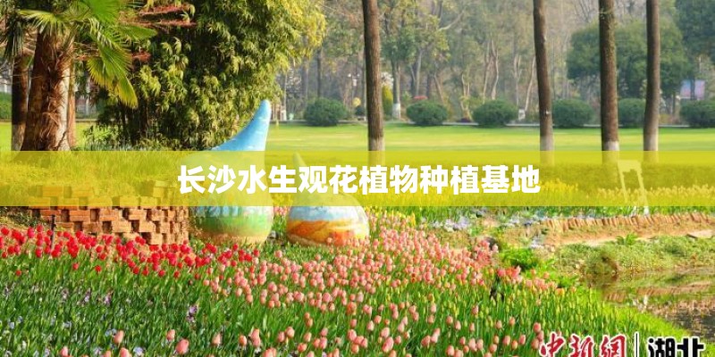 长沙水生观花植物种植基地