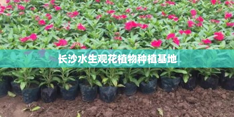 长沙水生观花植物种植基地
