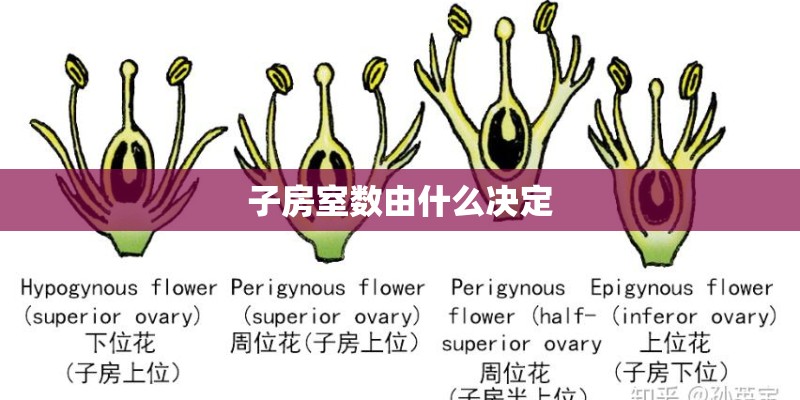 子房室数由什么决定