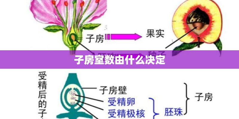 子房室数由什么决定