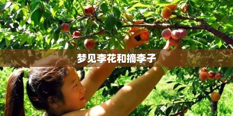梦见李花和摘李子
