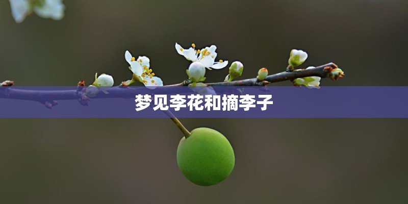 梦见李花和摘李子