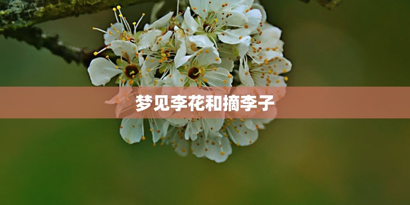 梦见李花和摘李子