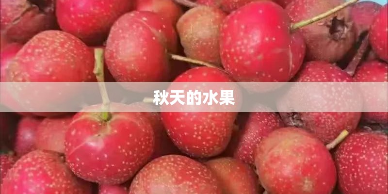 秋天的水果