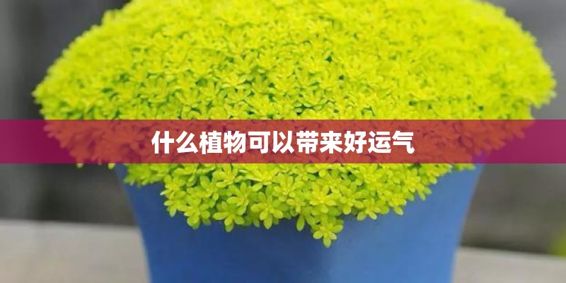 什么植物可以带来好运气