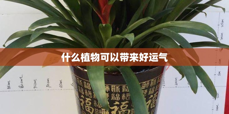 什么植物可以带来好运气
