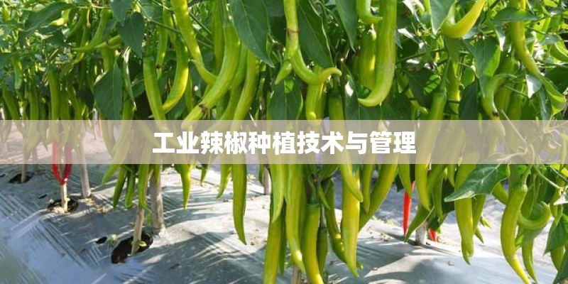 工业辣椒种植技术与管理