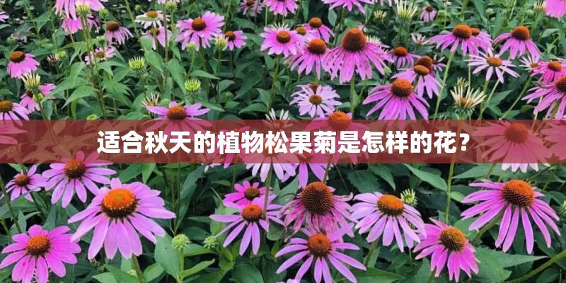 适合秋天的植物松果菊是怎样的花？