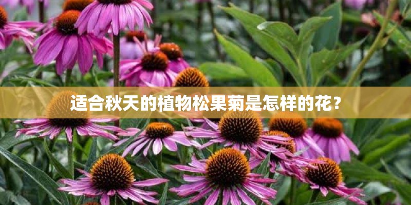 适合秋天的植物松果菊是怎样的花？