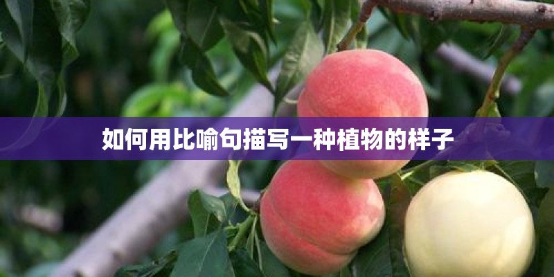 如何用比喻句描写一种植物的样子