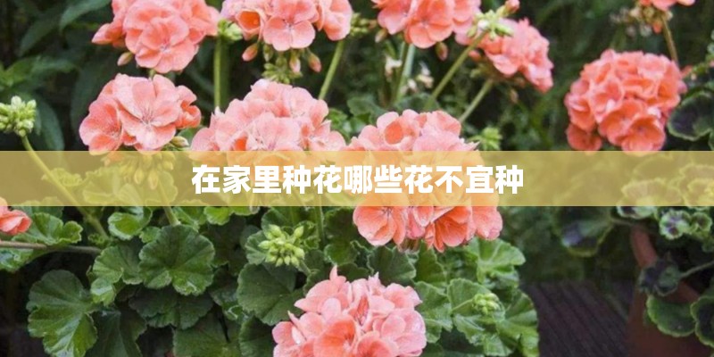 在家里种花哪些花不宜种