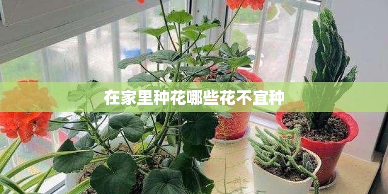 在家里种花哪些花不宜种