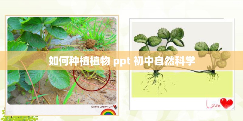 如何种植植物 ppt 初中自然科学