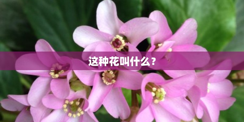 这种花叫什么？