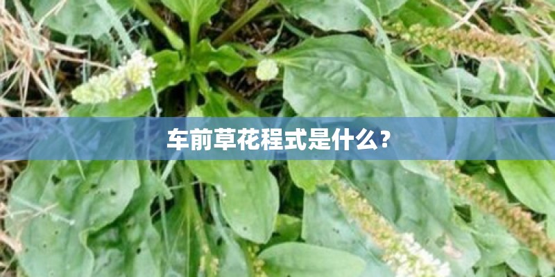 车前草花程式是什么？