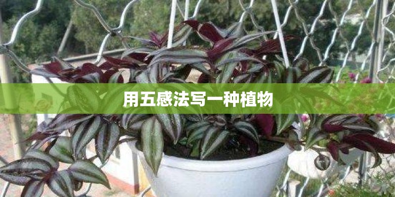 用五感法写一种植物