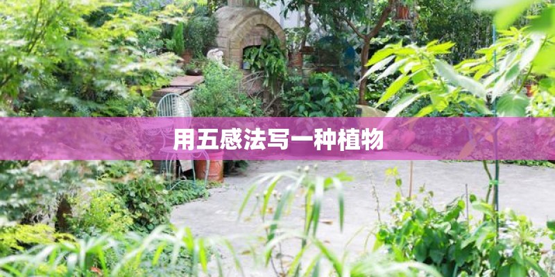 用五感法写一种植物