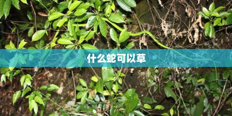 什么蛇可以草