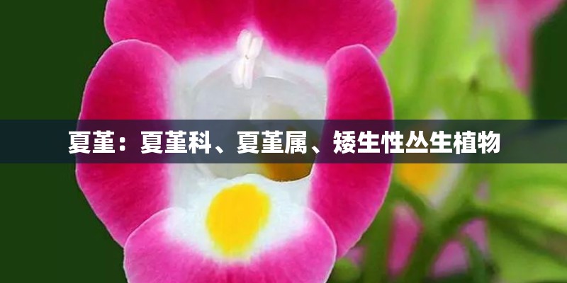 夏堇：夏堇科、夏堇属、矮生性丛生植物