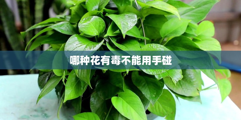 哪种花有毒不能用手碰