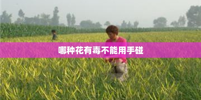 哪种花有毒不能用手碰
