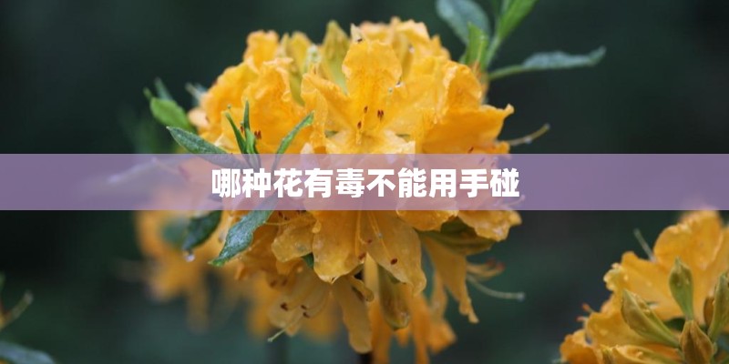 哪种花有毒不能用手碰