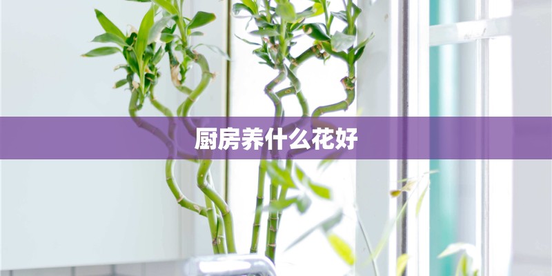 厨房养什么花好