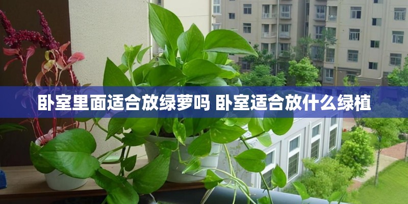 卧室里面适合放绿萝吗 卧室适合放什么绿植