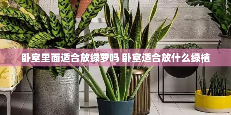 卧室里面适合放绿萝吗 卧室适合放什么绿植