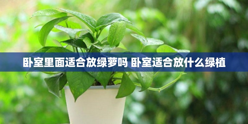 卧室里面适合放绿萝吗 卧室适合放什么绿植