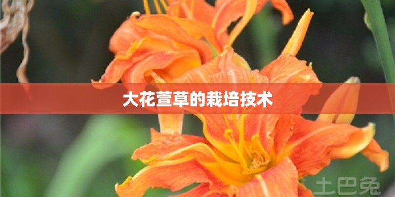 大花萱草的栽培技术