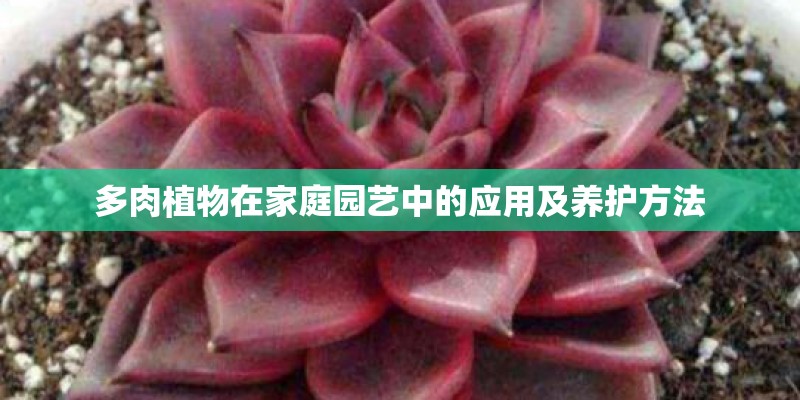 多肉植物在家庭园艺中的应用及养护方法