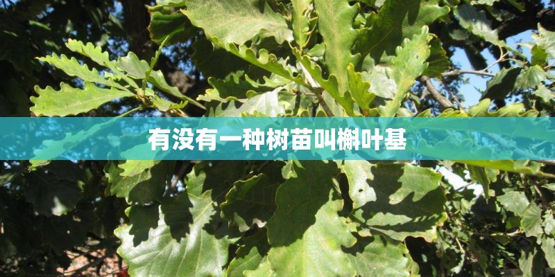 有没有一种树苗叫槲叶基