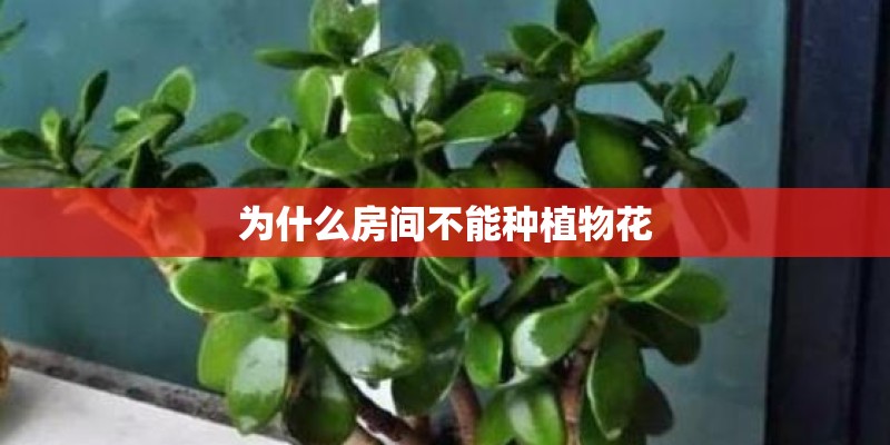 为什么房间不能种植物花
