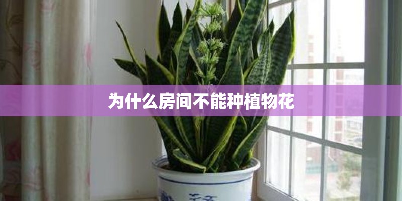 为什么房间不能种植物花