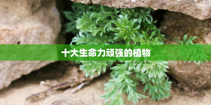 十大生命力顽强的植物