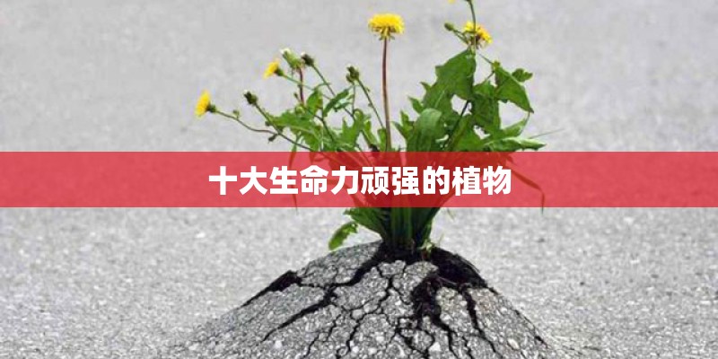 十大生命力顽强的植物