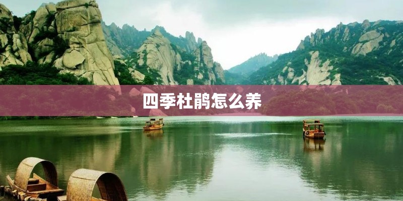 四季杜鹃怎么养