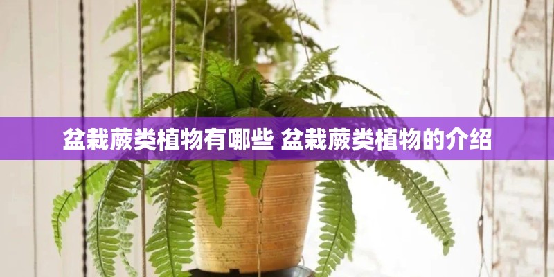 盆栽蕨类植物有哪些 盆栽蕨类植物的介绍