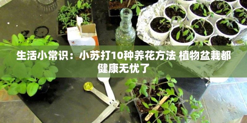 生活小常识：小苏打10种养花方法 植物盆栽都健康无忧了