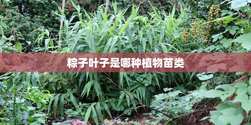 粽子叶子是哪种植物苗类