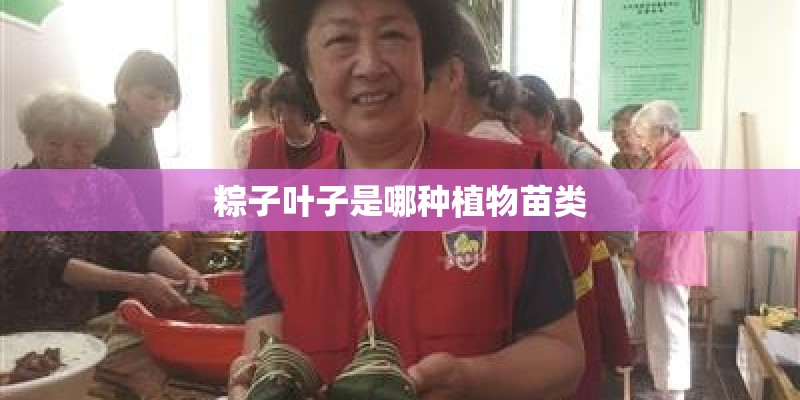 粽子叶子是哪种植物苗类
