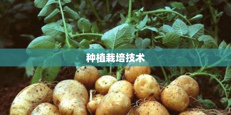 种植栽培技术