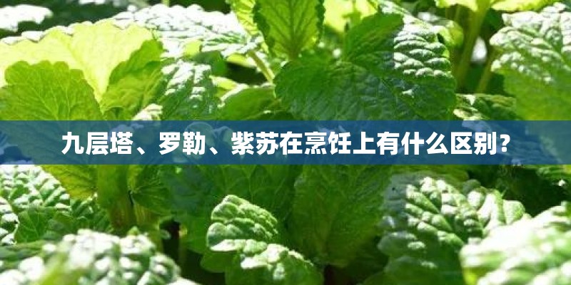 九层塔、罗勒、紫苏在烹饪上有什么区别？