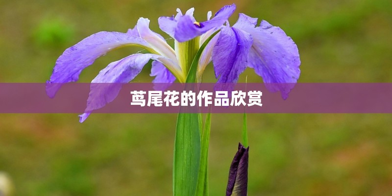 茑尾花的作品欣赏
